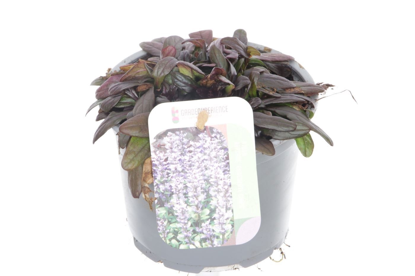 Ajuga reptans Chocolate Chips, D 13