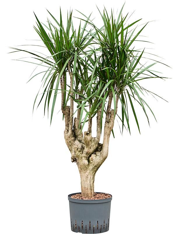 Dracaena marginata, D 25 cm