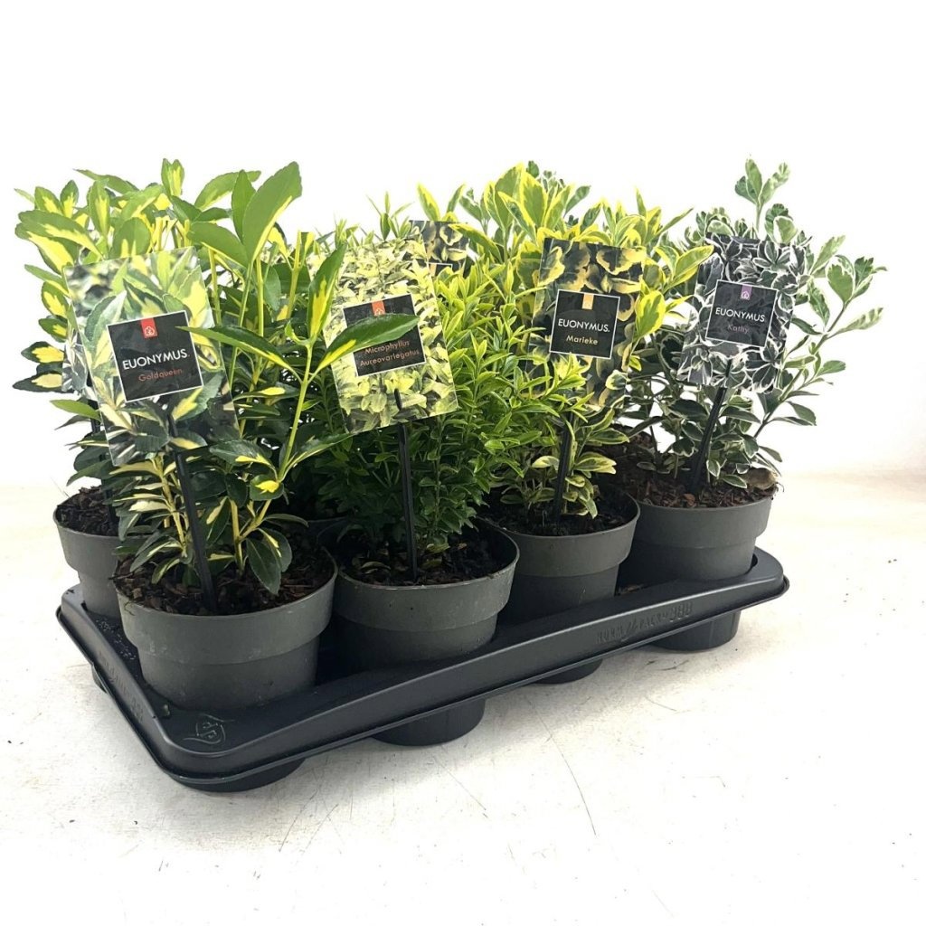 Euonymus Gemengd, D 15