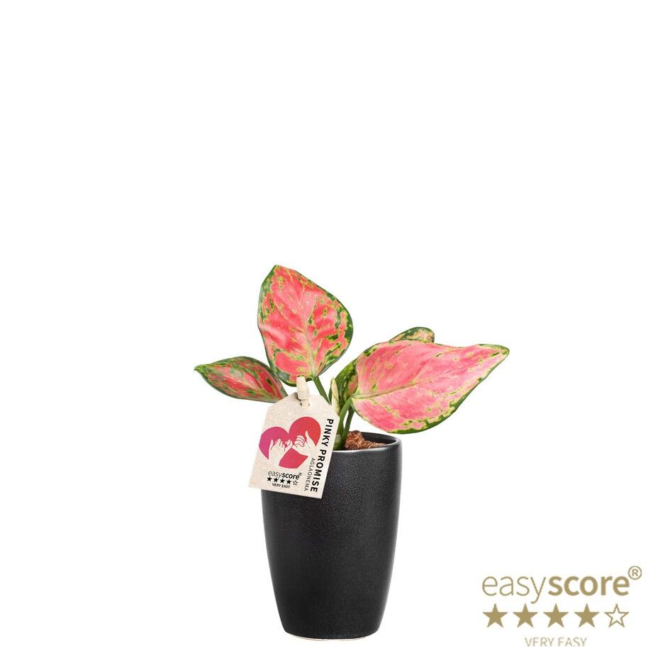Classic Black, Aglaonema ´Pinky Promise´, D 7
