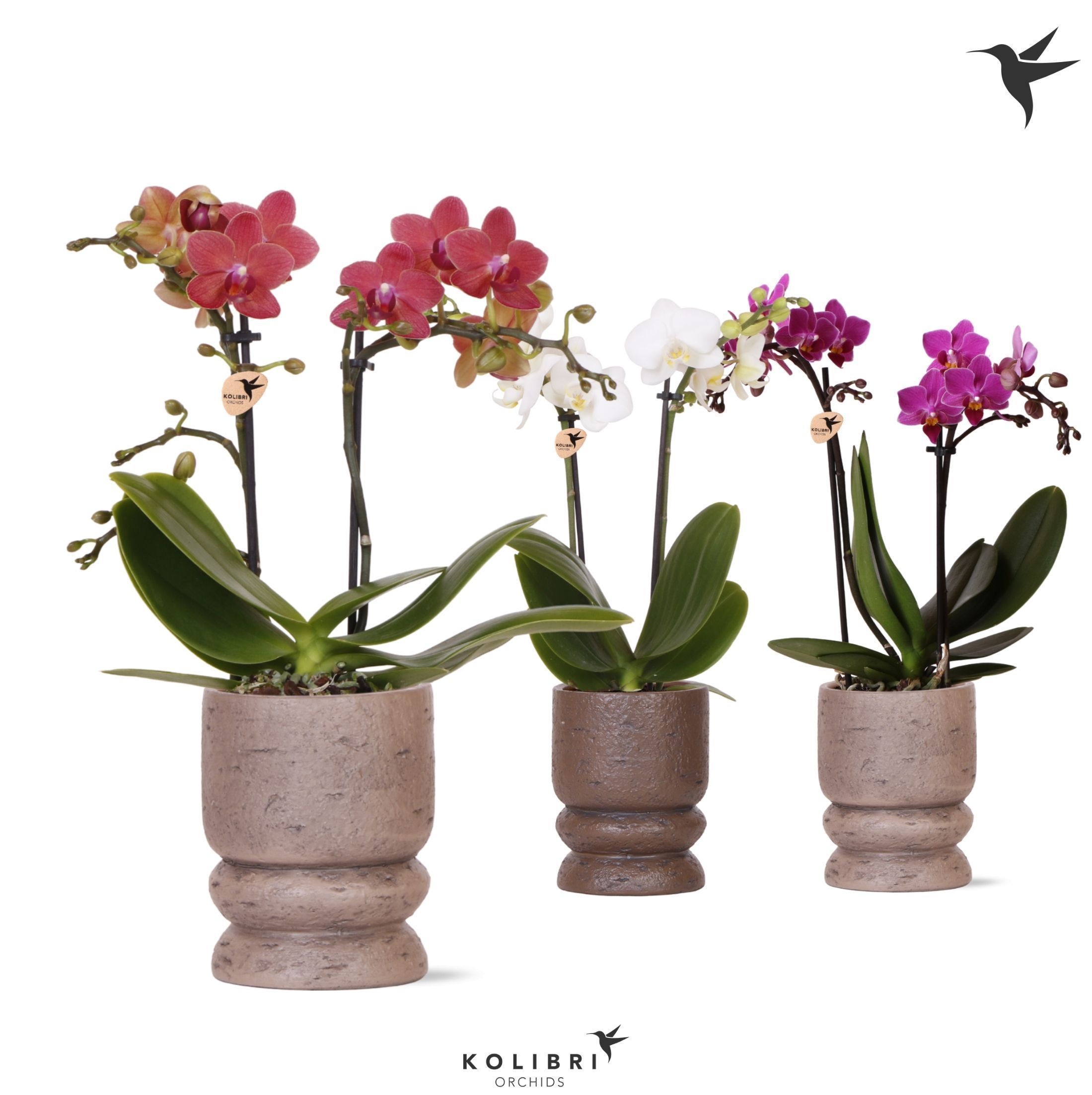 Kolibri Orchids Phalaenopsis mix 2 spike in Vintage pot mix, D 9
