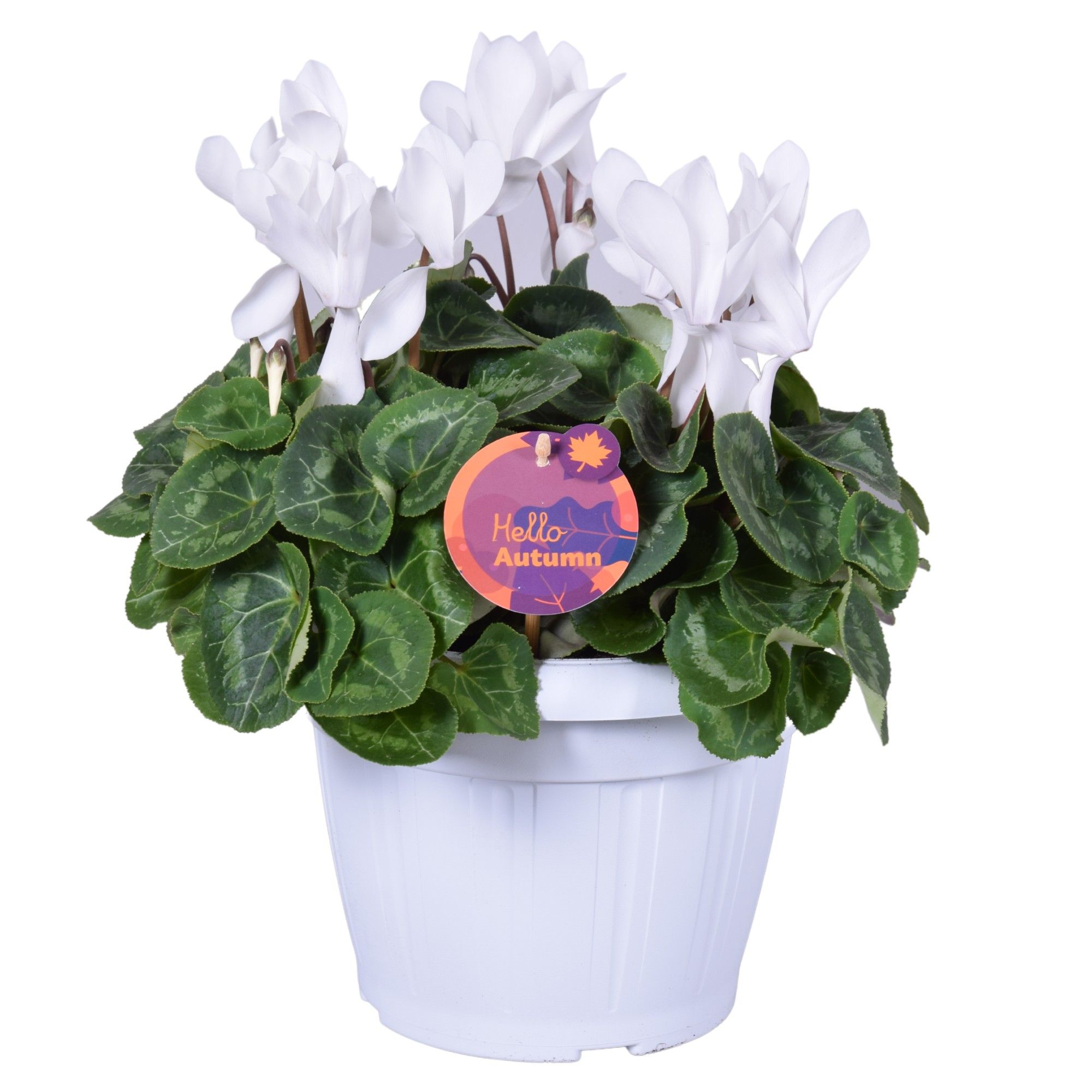 Cyclamen in Patiopot wit ton sur ton, D 22