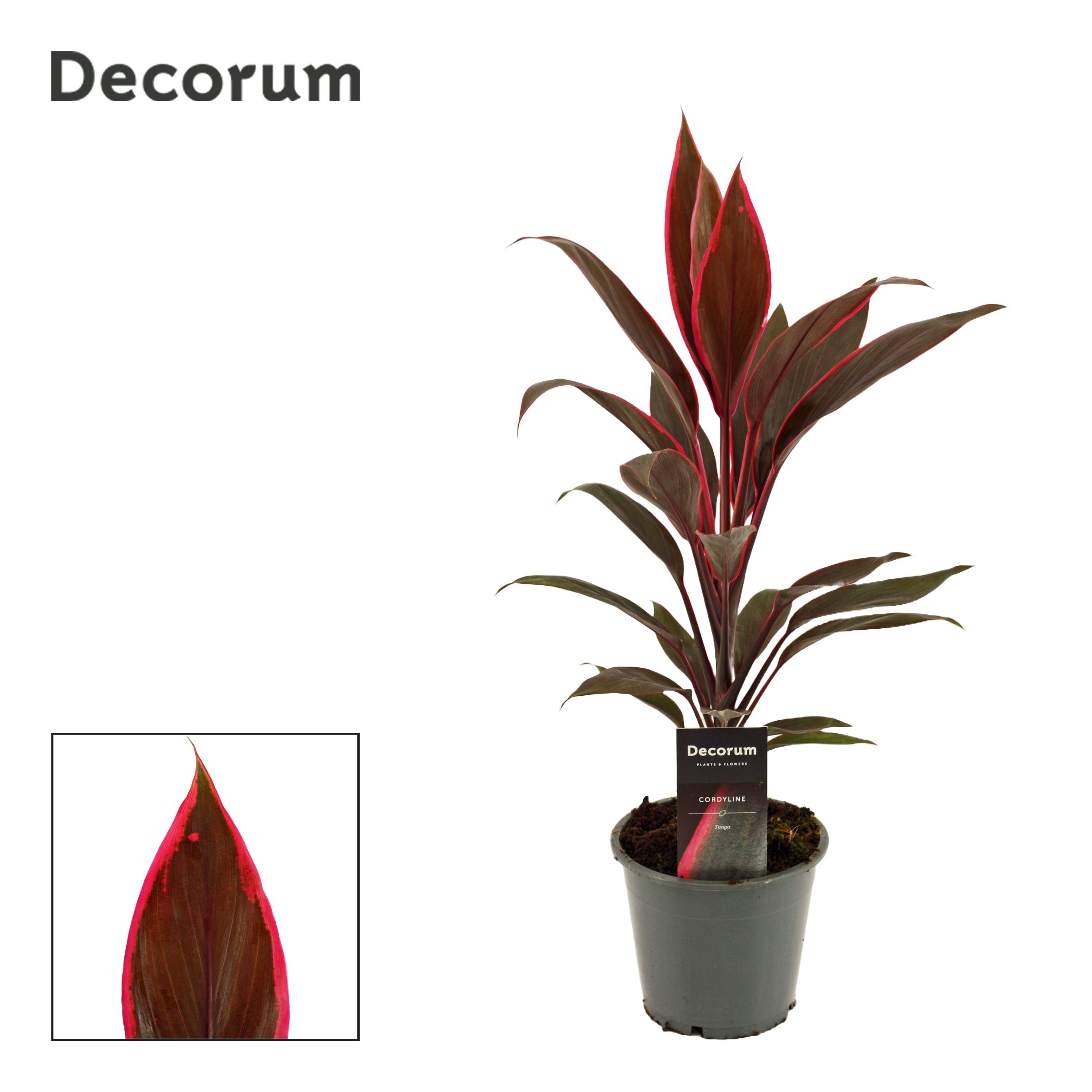 Cordyline Tango 12 cm ( Decorum ), D 12