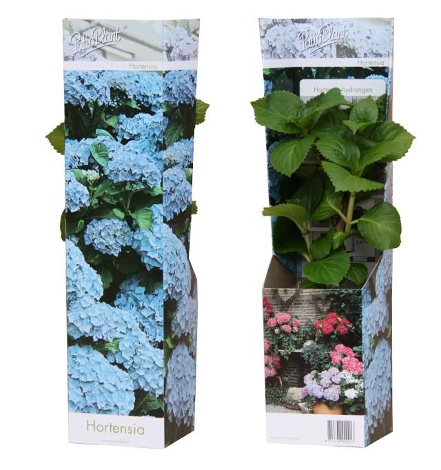 Hortensia macrophylla 'Early Blue', D 10,5 cm