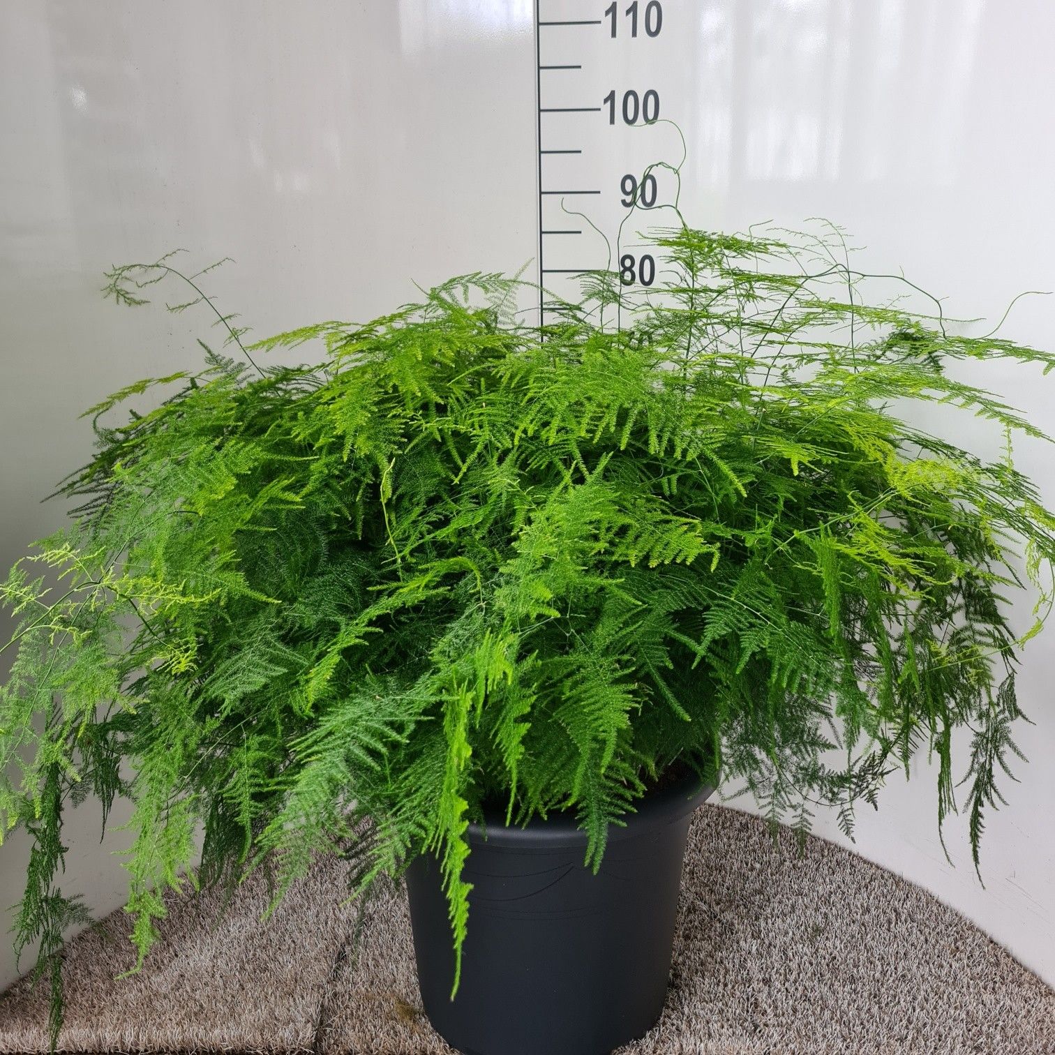 Asparagus setaceus (plumosus), D 40