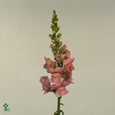 Антирринум Потомак Эрли Пинк (светло-роз.), шт.