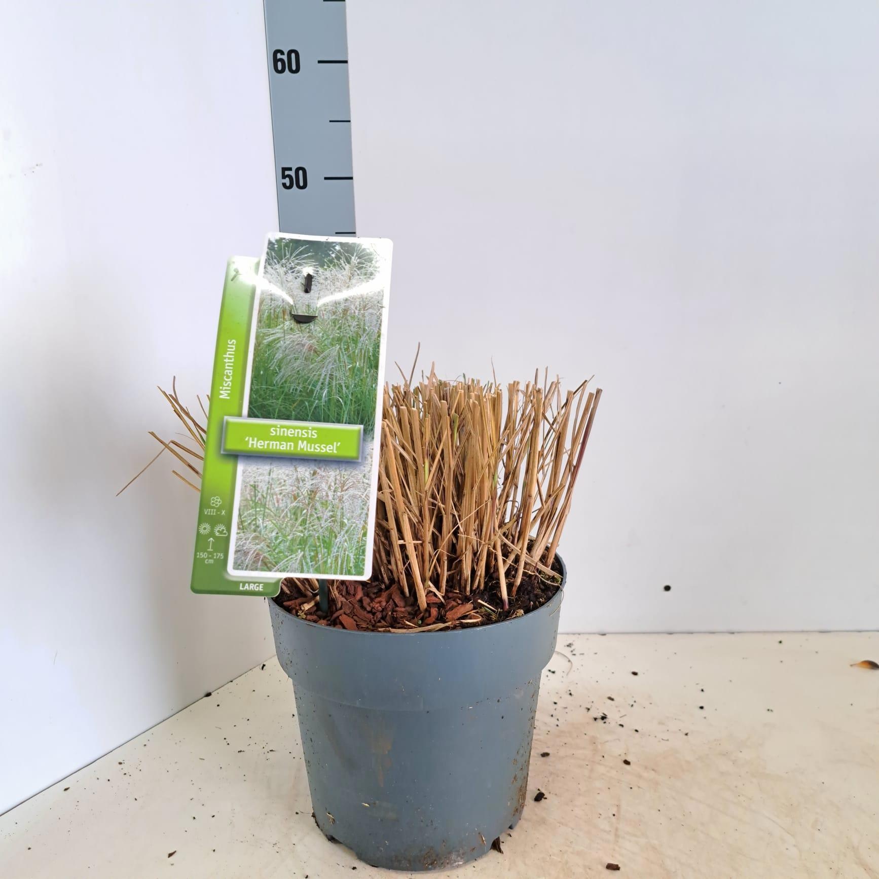 Miscanthus sin. 'Herman Mussel', D 23