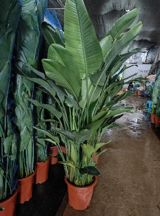 Стрелитзиа Николаи Берд оф Парадисе 35 250