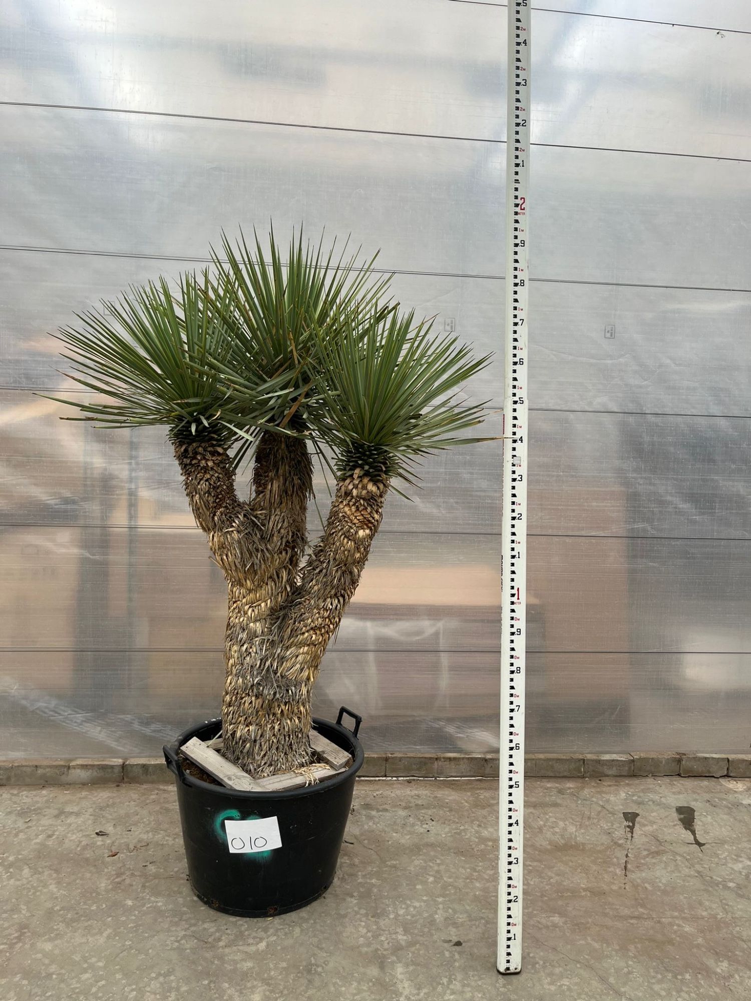 Yucca Rostrata Multistam 010 - 200cm, D 70