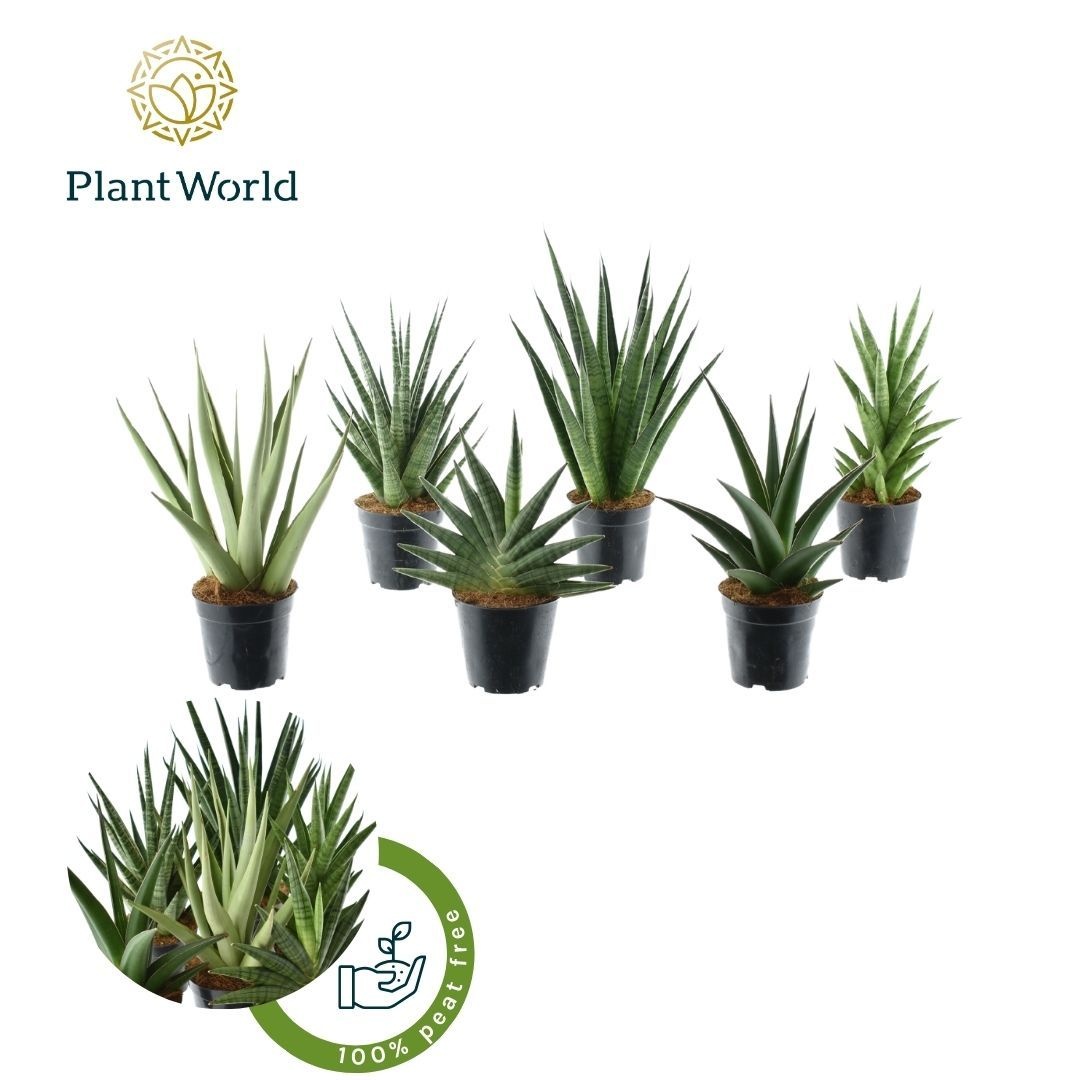 Sansevieria Mix Tanami P12, D 12 cm Sansevieria Mix Tanami P12, D 12 cm