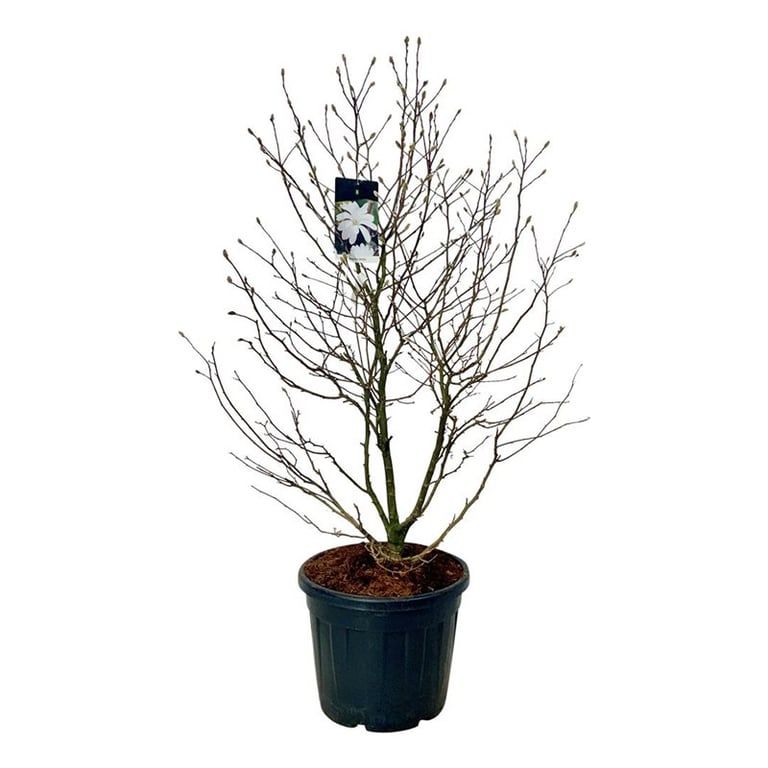 Magnolia stellata, D 50 cm