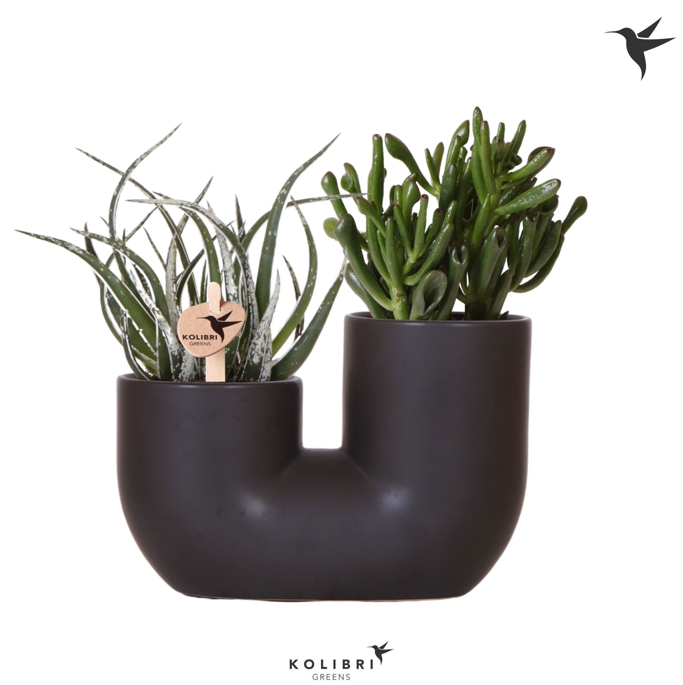 Kolibri Greens Succulenten mix in Tube pot black, D 18