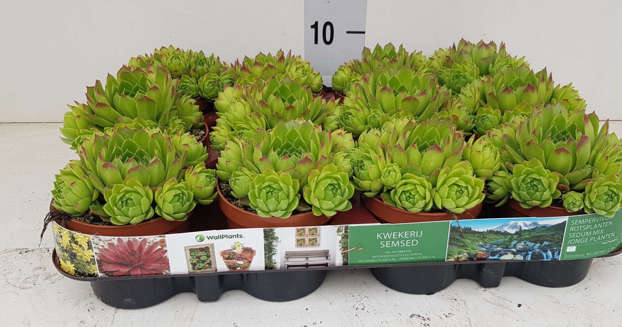 sempervivum Jovibarba ™, D 9