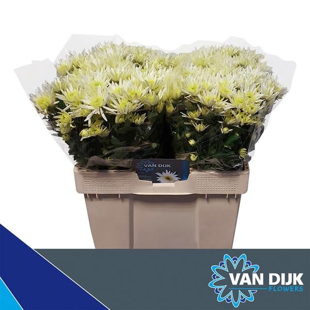 Хризантема куст. Делианне Вайт 55, шт.