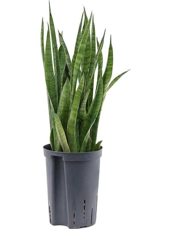 Sansevieria kirkii, D 15 cm