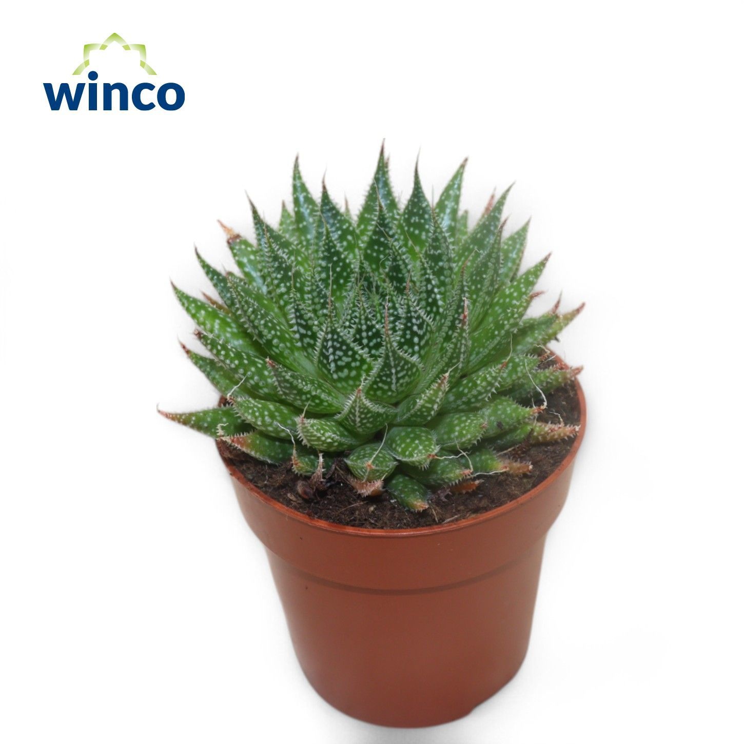 Aloe Aristata, D 8,5