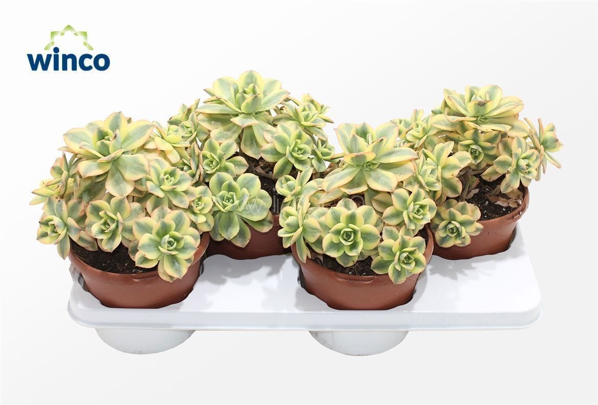 Aeonium Starburst, D 17