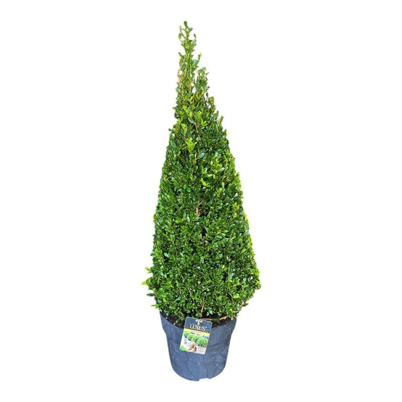 Ilex crenata Luxus® Pyramide 70-80 cm c10/p27, D 29 cm