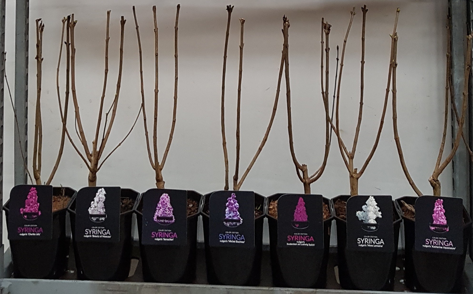 Syringa vulgaris In Cultivars 3-4 tak, D 21