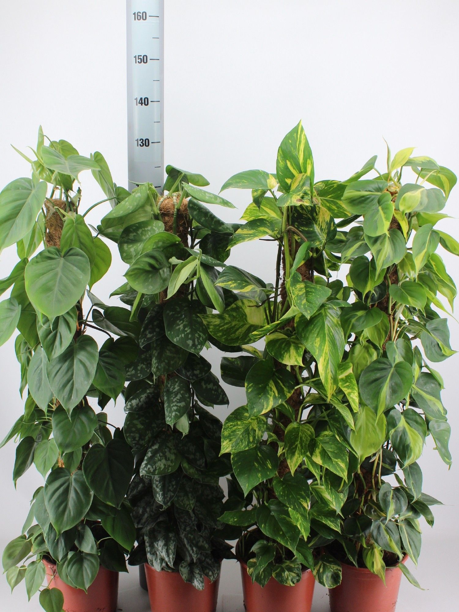 EPIPREMNUM MIX 120CM, D 24