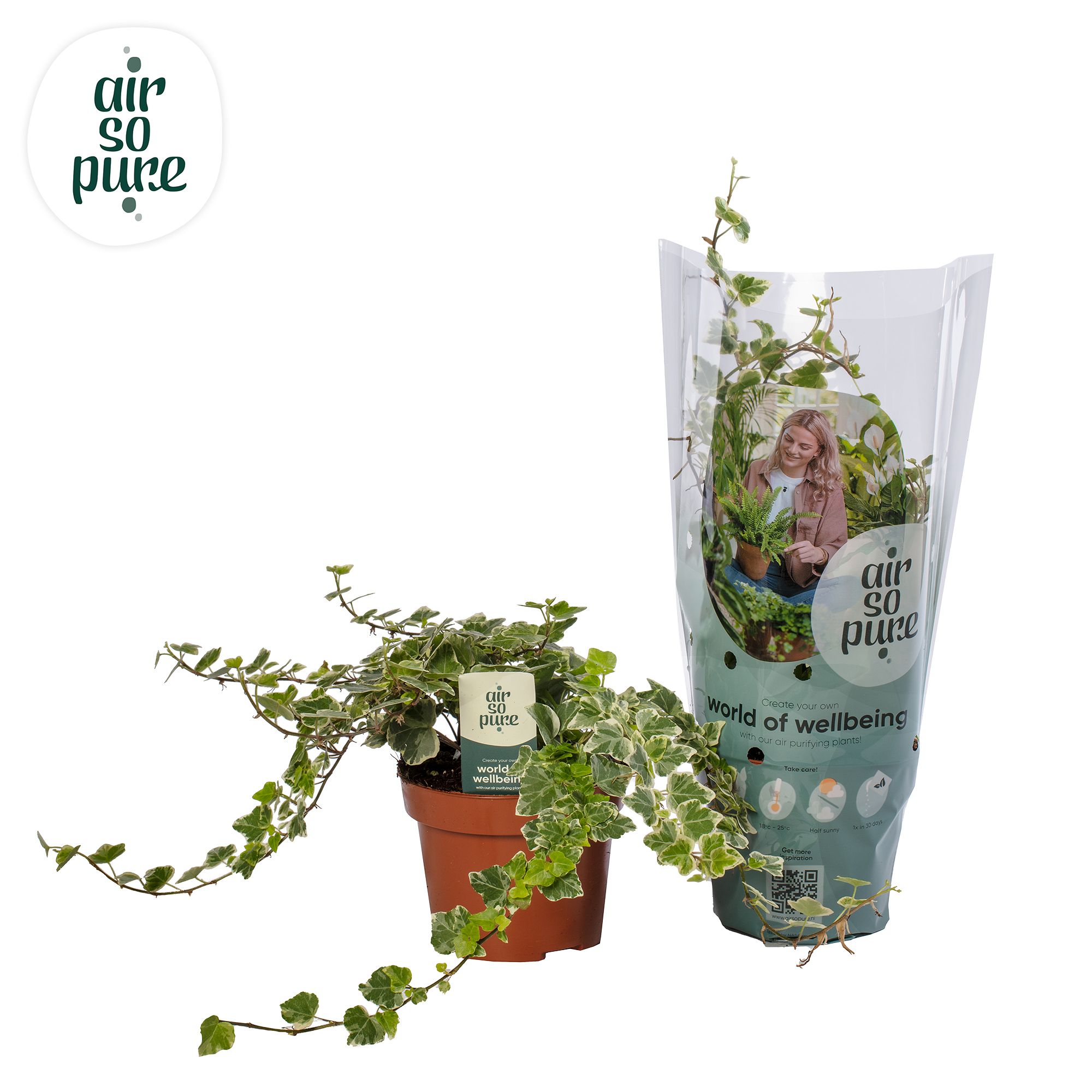 Hedera helix 'White Wonder' Air So Pure®, D 13