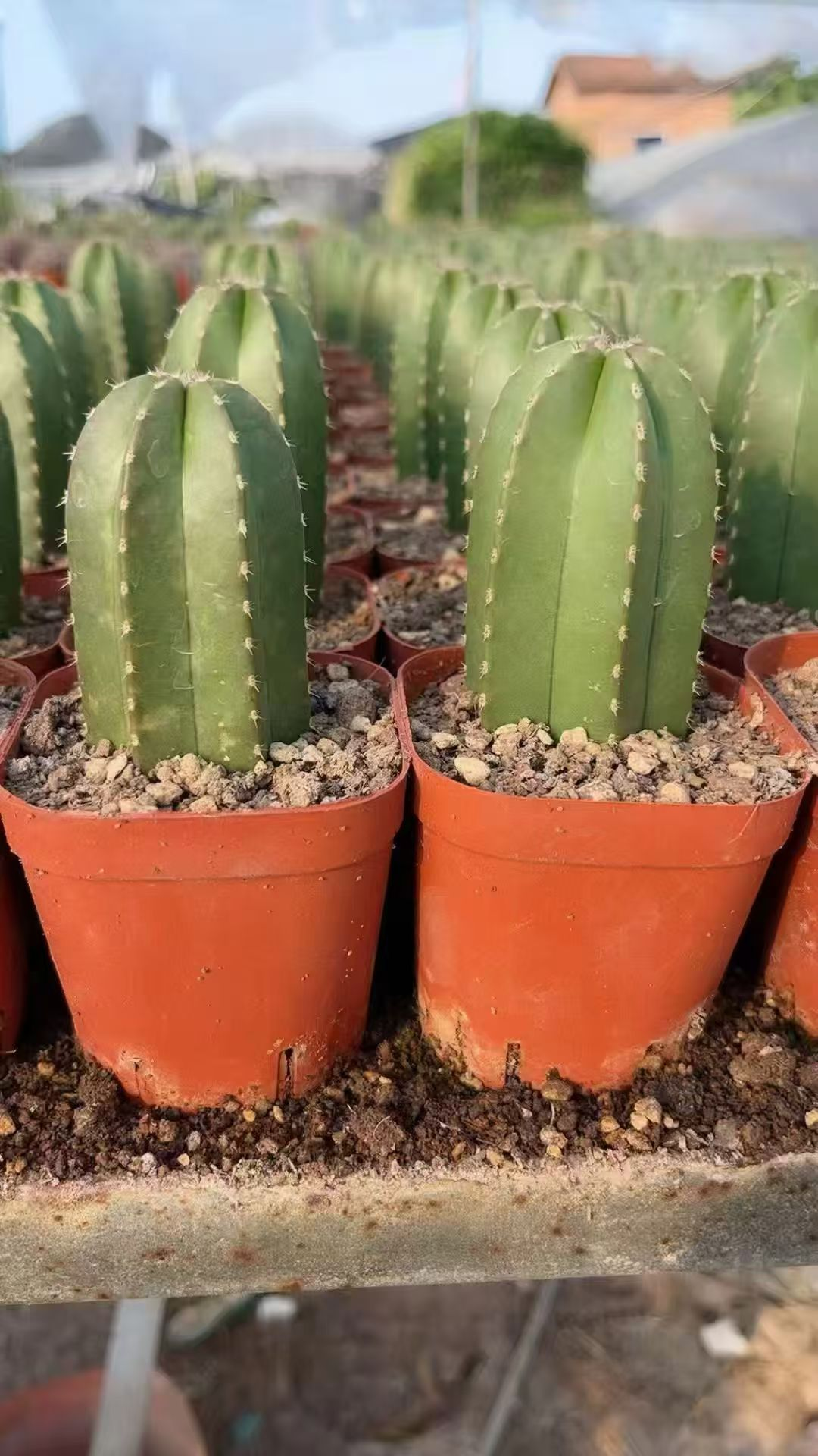 кактус Вайт Клауд Павилион 6 15