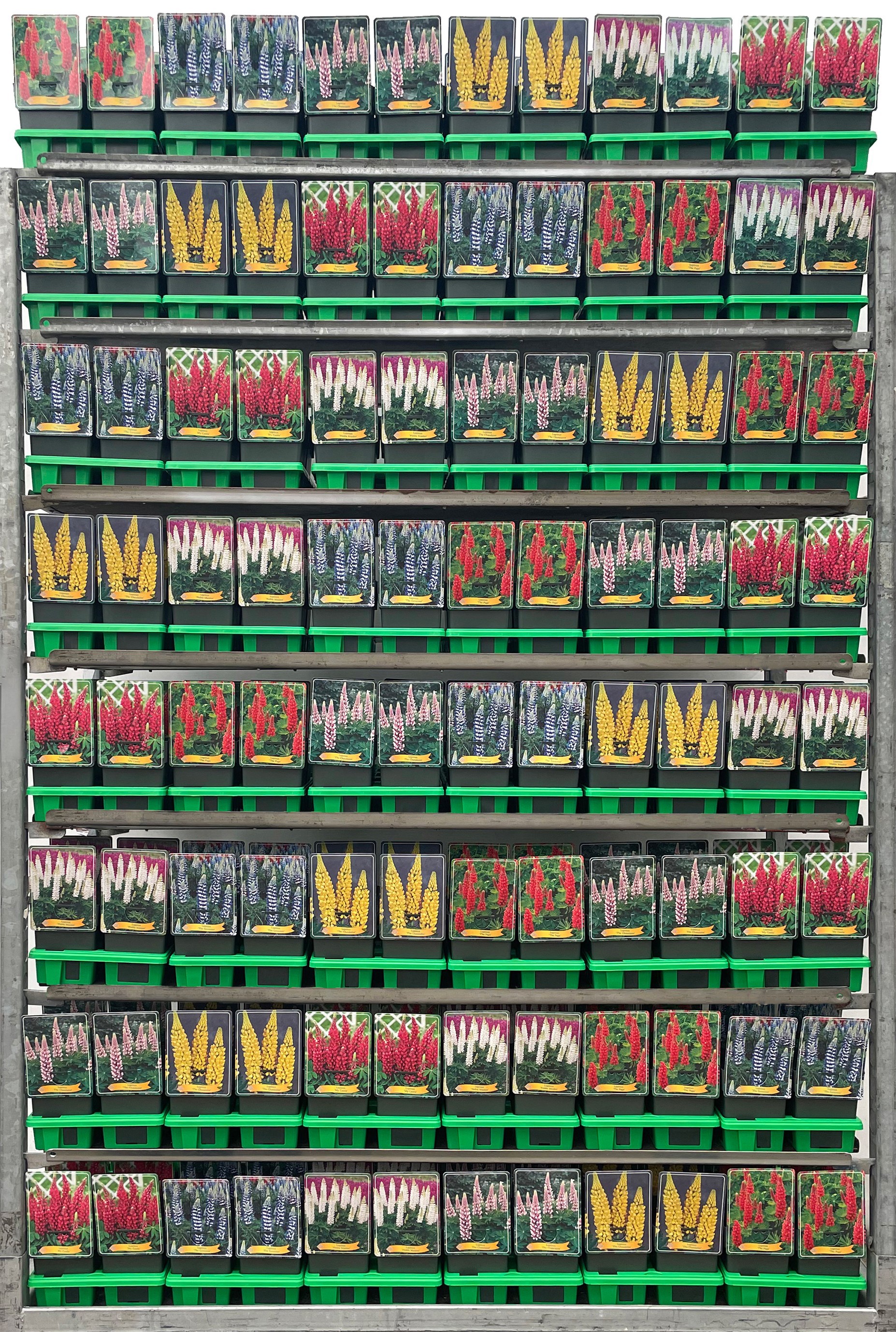 Lupinus Mix CC P11, D 11