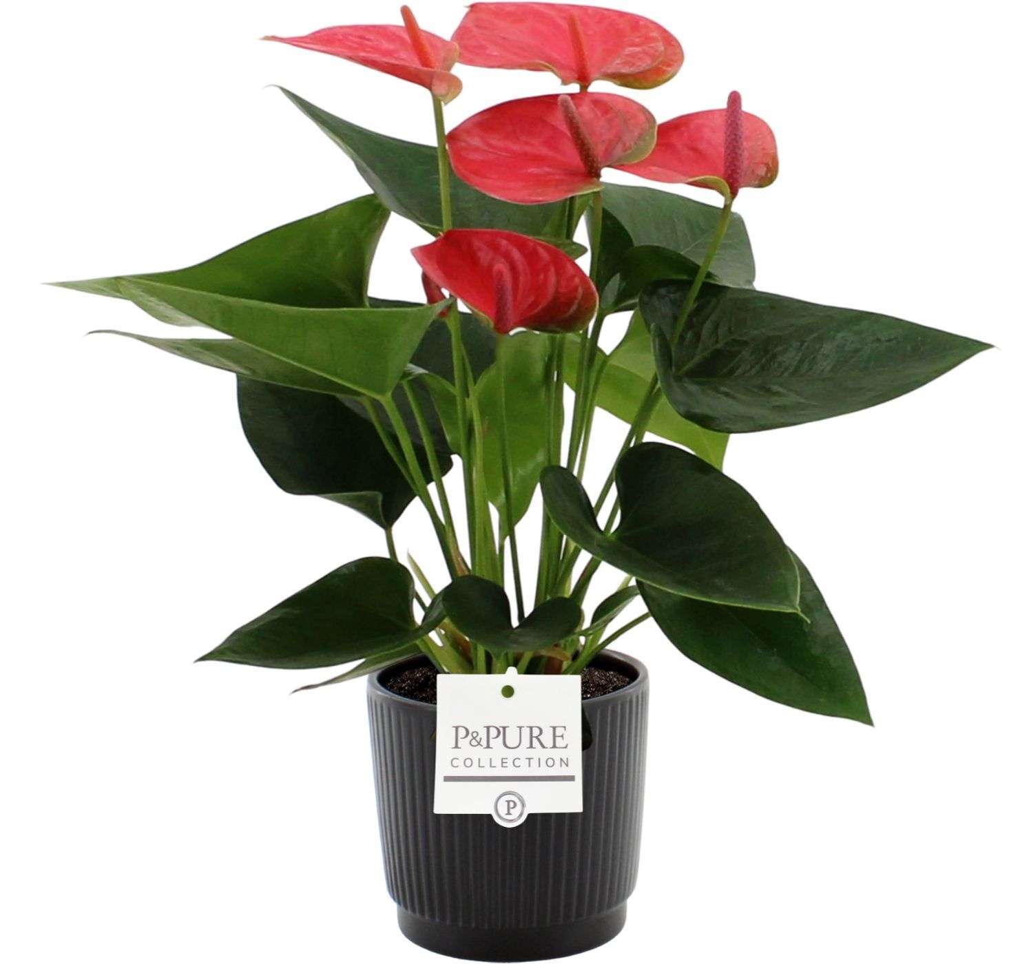 Anthurium Sweet Dream in Pure Liv ceramics, D 12