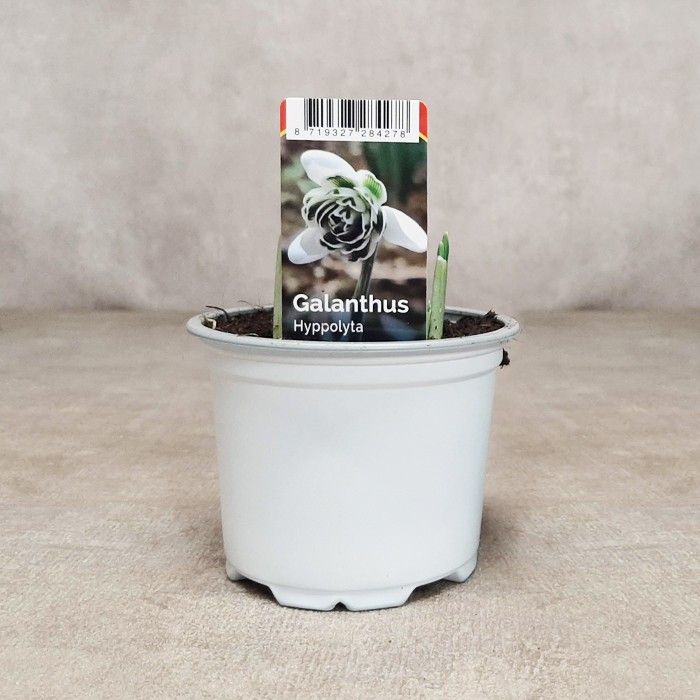 Galanthus Hippolyta9 cm, D 9