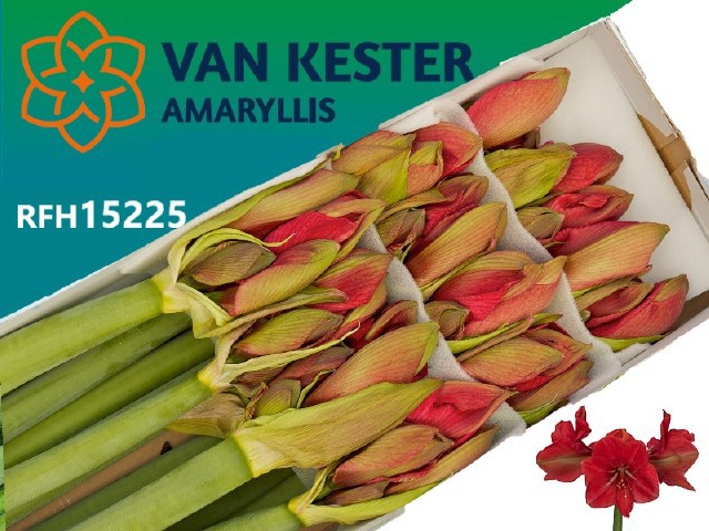 Амарилис Геркулес (ярко-роз.) x12, шт.