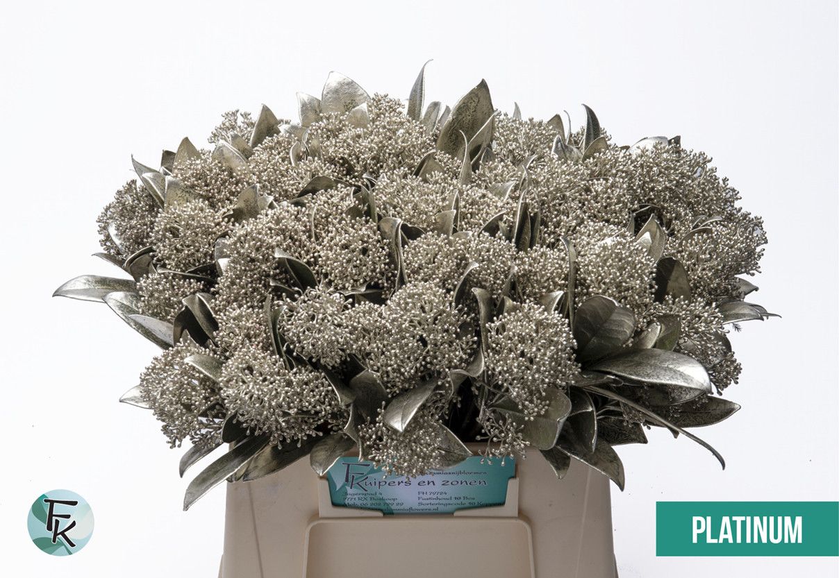 Скимия Овериг крашеный за пучок (краш. ) 45, пуч.