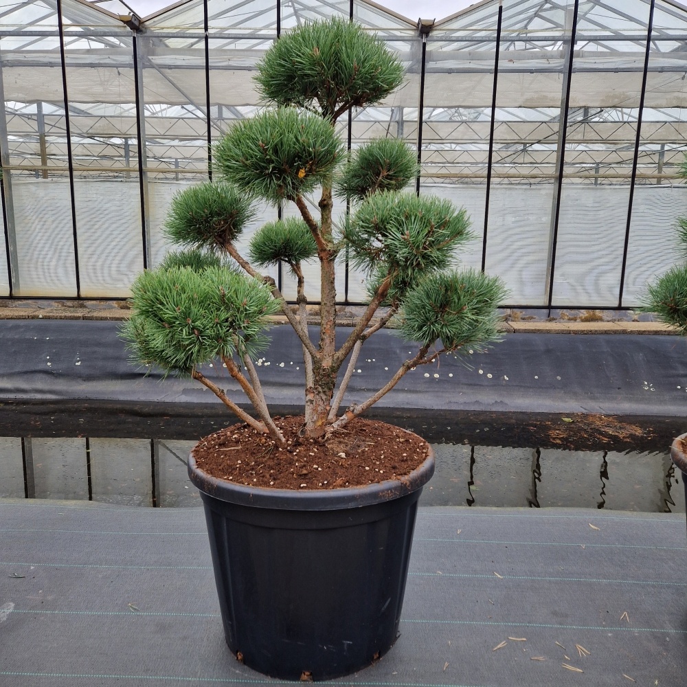 Pinus sylvestris 'Watereri', D 65 cm