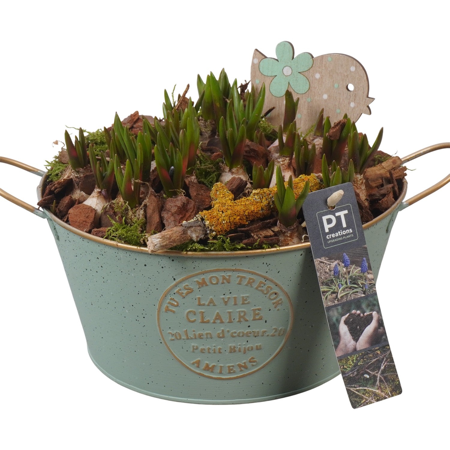 PTMB6137 Arrangement Muscari Blue in zink schaal, D 20