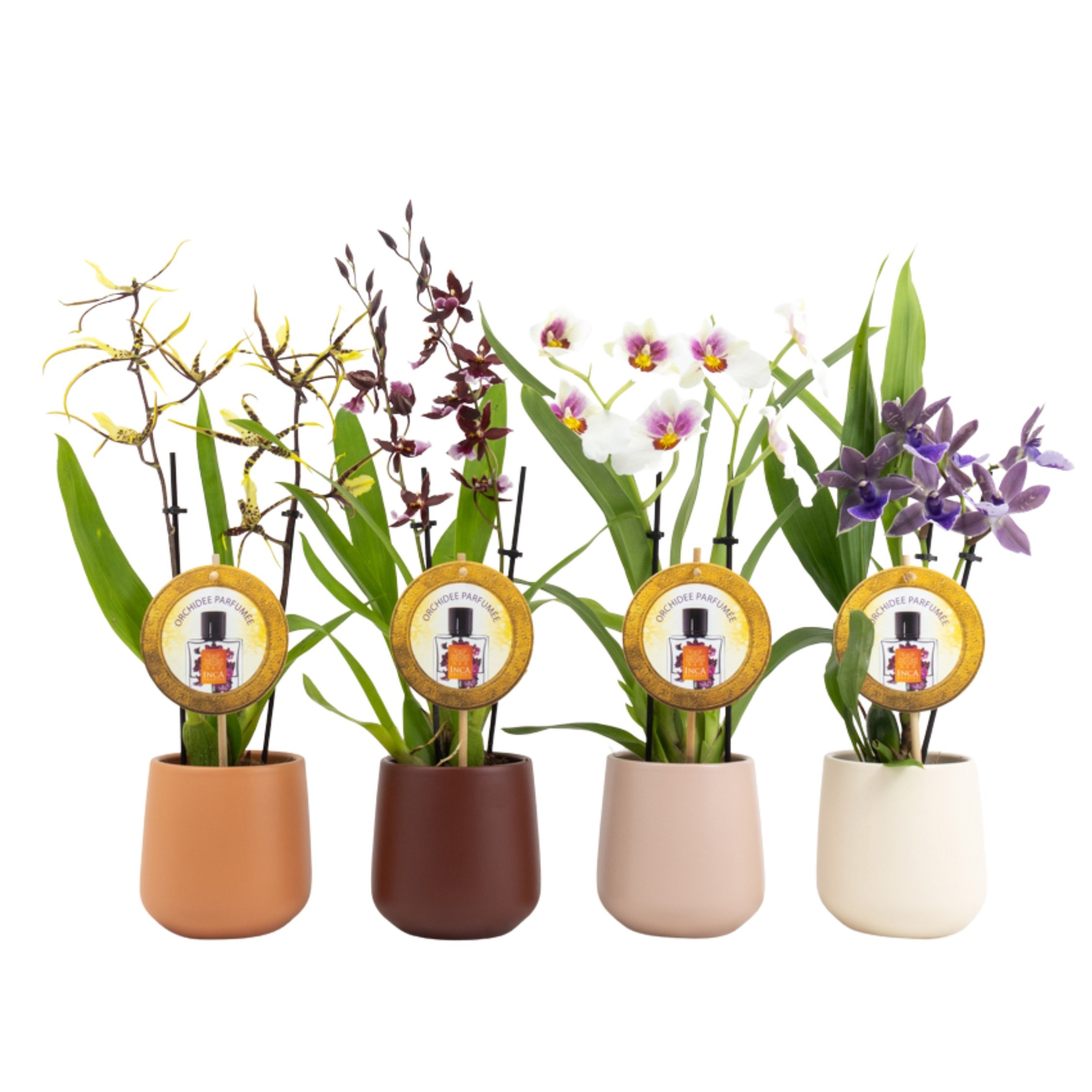 Inca Orchid mix Parfumee 2 spike De Luxe in ceramics Ø11,5, D 9