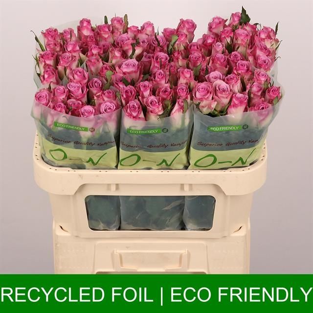 Роза од. Триллер 70, шт.