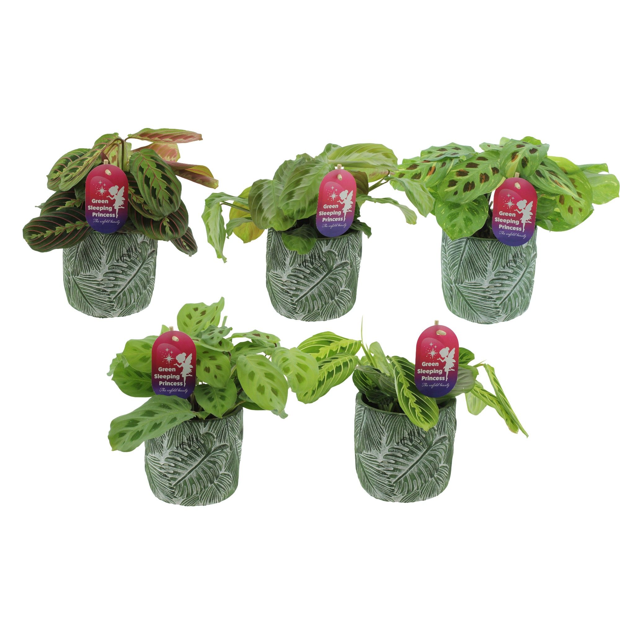 Maranta leuconeura'Fascinator'mix in keramiek, D 12