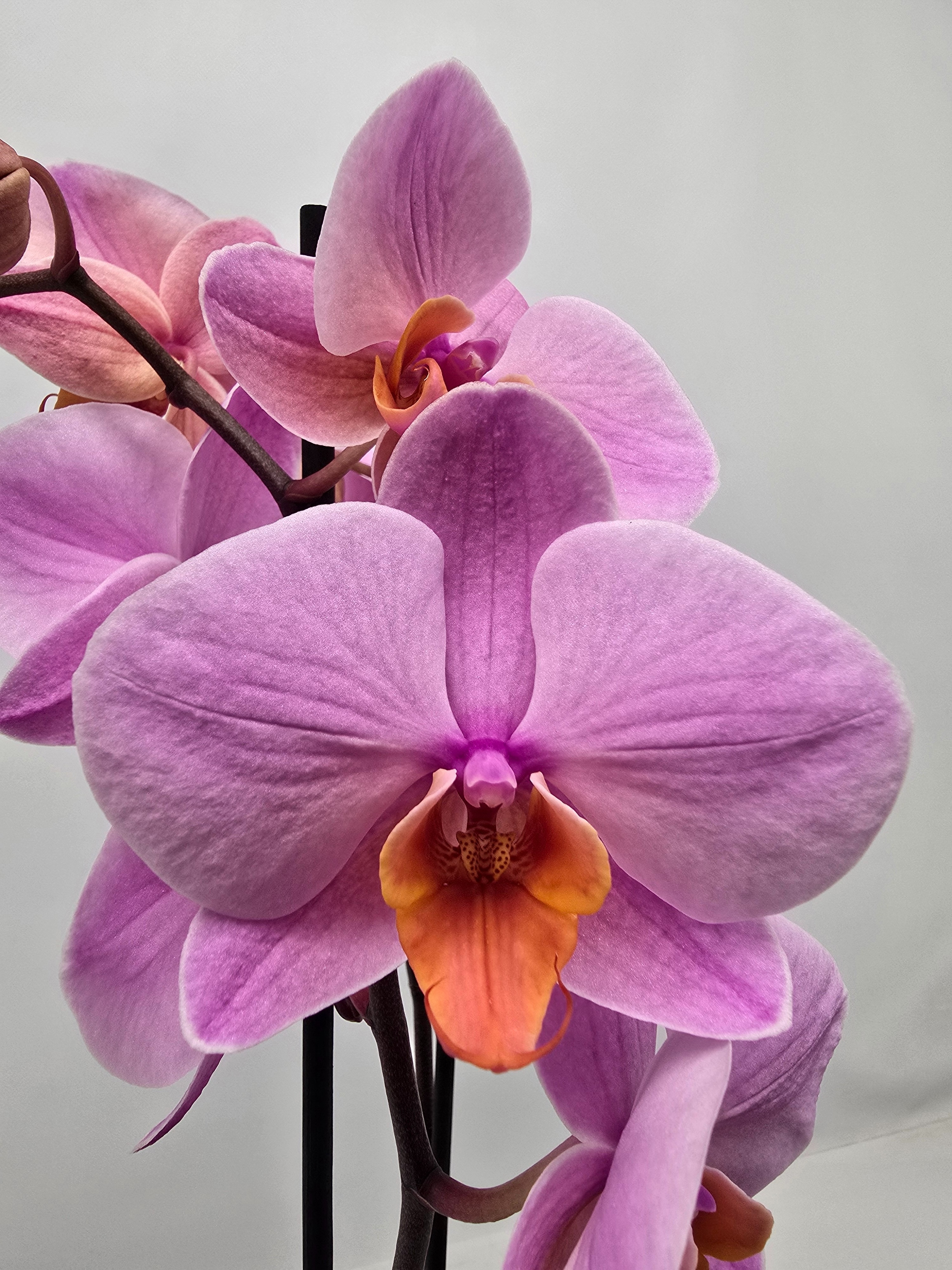 Limited 06 week 5, D 12