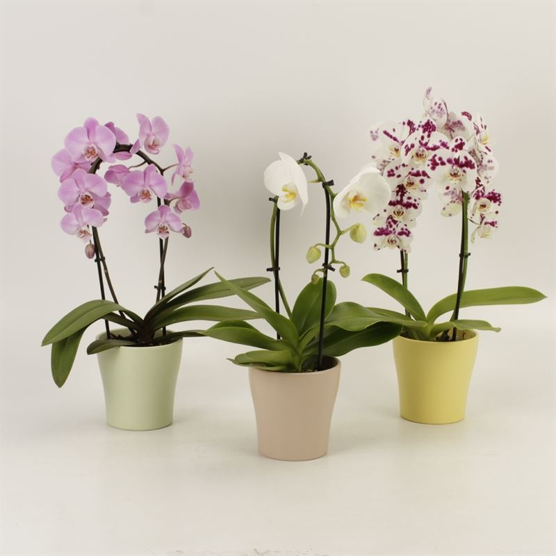 Phalaenopsis Elegant Cascade Shapes mix 1 en 2 tak in Paas keramiek, D 12
