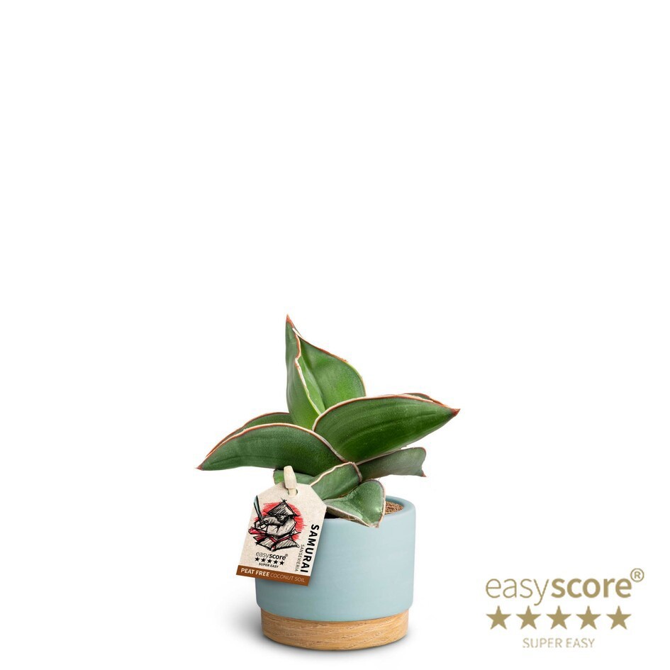 SANSEVIERIA EHRENBERGII 'SAMURAI DWARF' 40635087 WB Sky Blue, D 7 cm SANSEVIERIA EHRENBERGII 'SAMURAI DWARF' 40635087 WB Sky Blue, D 7 cm