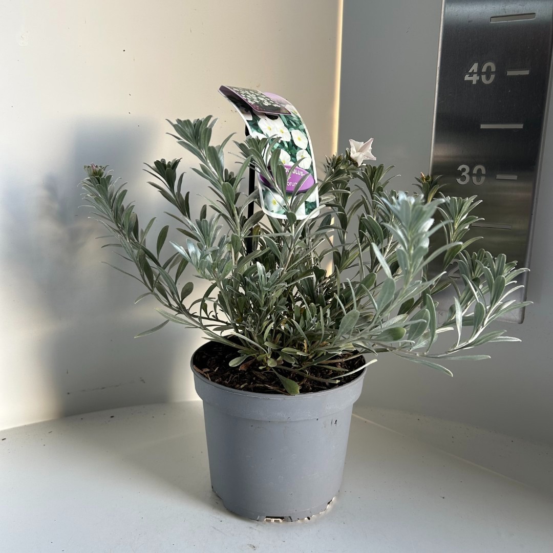 Convolvulus cneorum, D 17