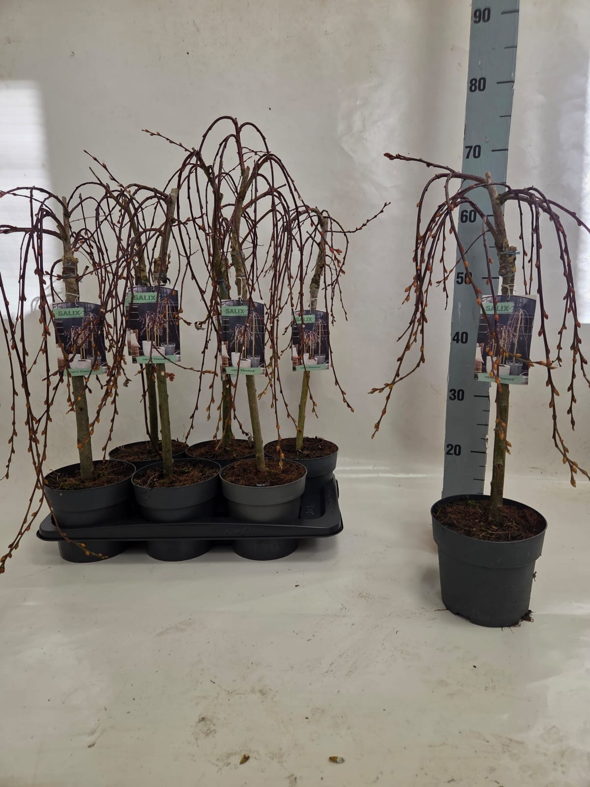 salix kil 40 tray / 17 cm, D 17