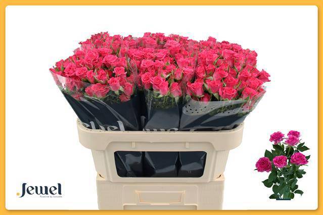 Роза куст. Лианне 70, шт.