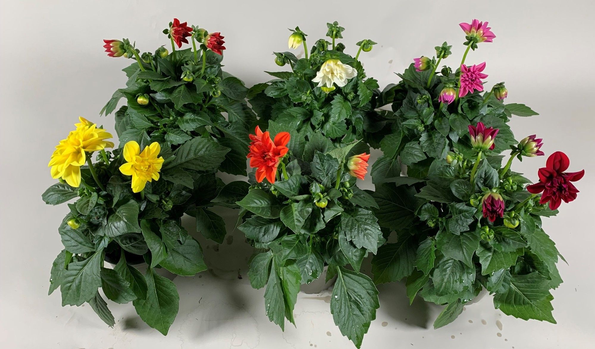 Dahlietta mix per laag (5 kl ), D 10,5