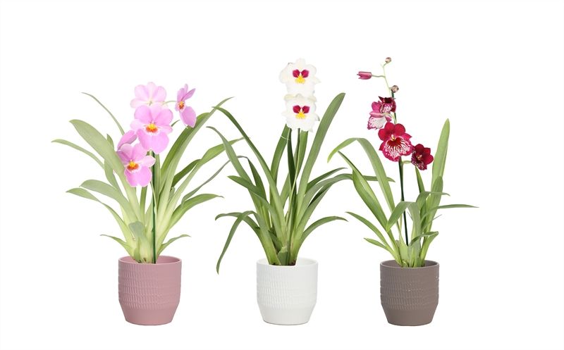 Tirza p12 scores mix Miltonia mix 1T04+, D 12 cm