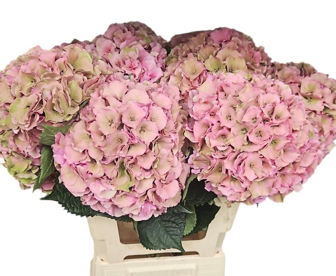 Гортензия Роял Пэлас Классик 65, шт.