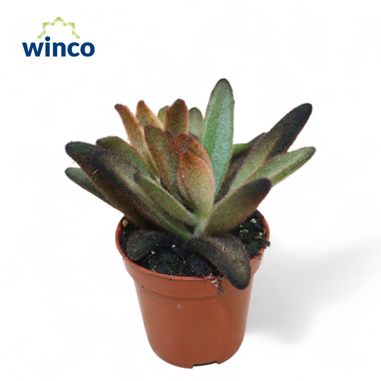 Kalanchoe Chocolate Soldier, D 5,5