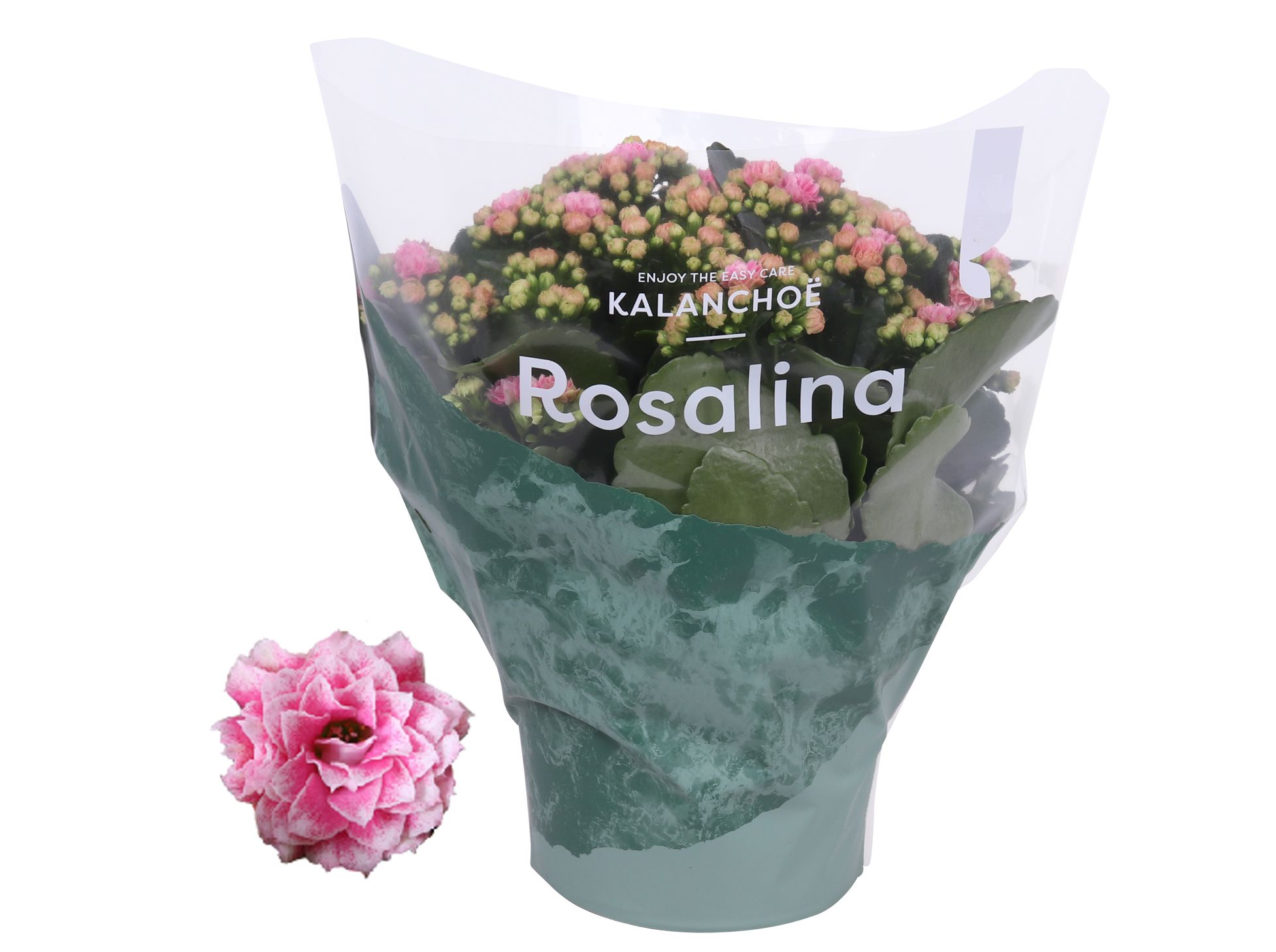 Kalanchoe Rosalina 15cm Don Alano wit/roze, D 15