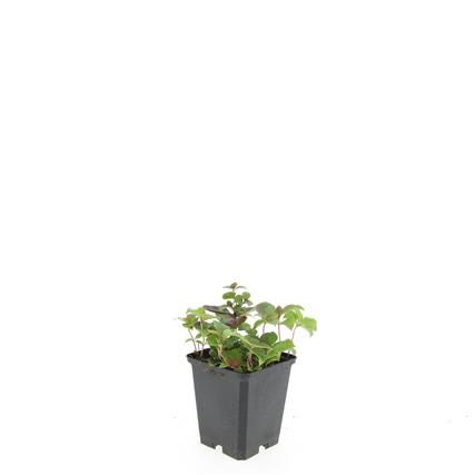 Cornus canadensis, D 9 cm