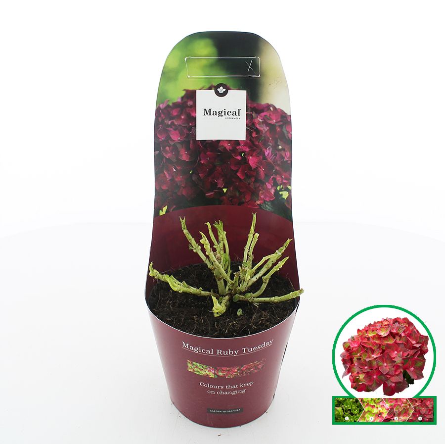 Hydrangea macr. Magical® 'Ruby Tuesday'® C2 (17cm.) Potcover, D 17
