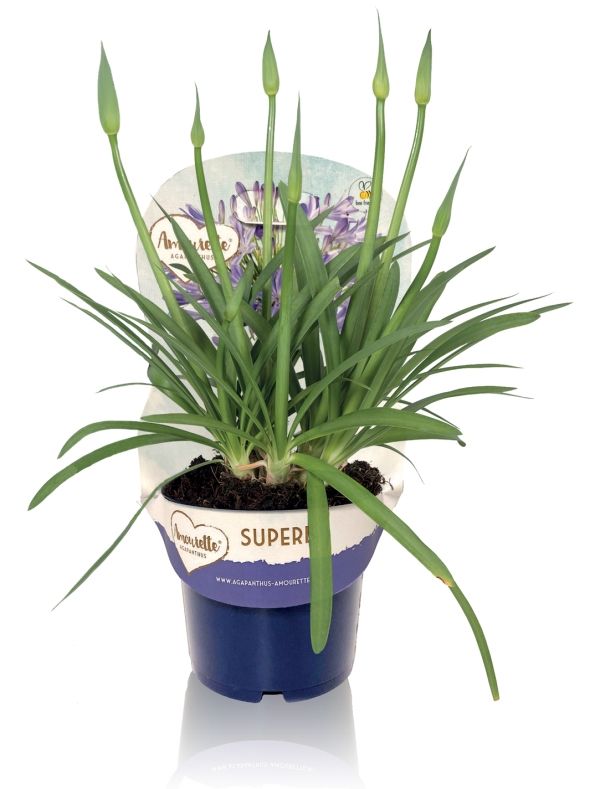 Agapanthus Amourette Superb Blue met potcover, 6+ tak, D 17